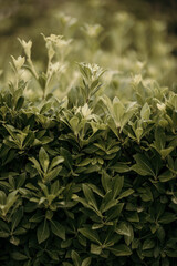 nature poster: wall of plant