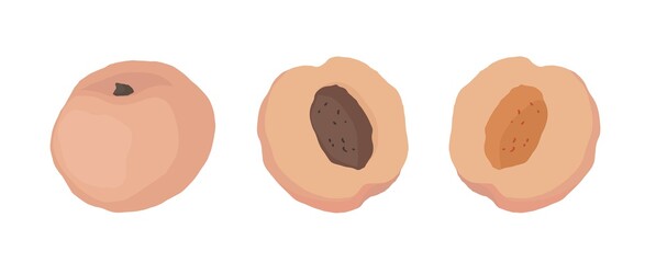Peach. Hand drawn vector illustration for posters, stickers, seasonal design, recipe, textile of apparel, cookbook. Vector illustration on a white background.