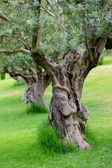 nature poster: olive tree