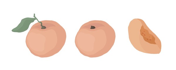 Peach. Hand drawn vector illustration for posters, stickers, seasonal design, recipe, textile of apparel, cookbook. Vector illustration on a white background.