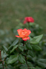 Obraz premium nature poster: roses