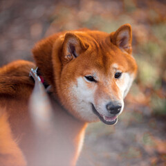 Happy dog walking in the forest
