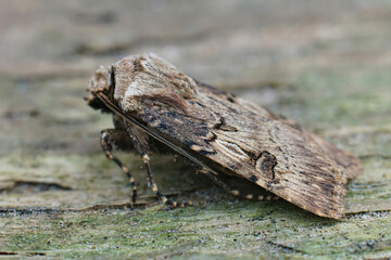 Closeup shot of a shuttle-shaped Dart, Agrotis puta on the surface of a wood