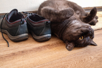Funny cat lays upside down on his back near pair of shoes