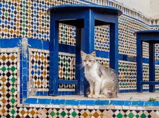 Cat in Kasbah of the Udayas, Rabat, Rabat-Sale-Kenitra Region, Morocco