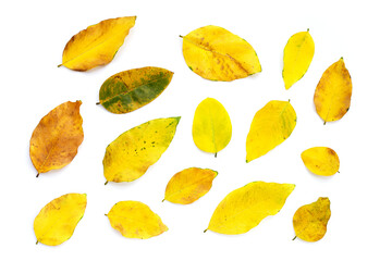 Fototapeta premium Dry leaves on white background