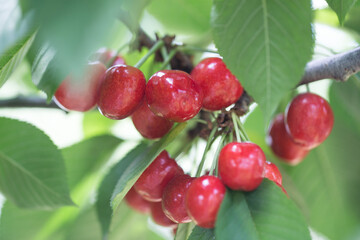 Cherries hanging on a cherry tree branch.