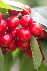 Cherries hanging on a cherry tree branch.