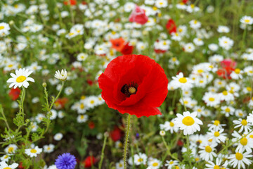 Poppies and wildflowers