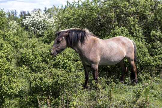 Brown horse grazing in a Natural reserve, Eijsden, Netherlands