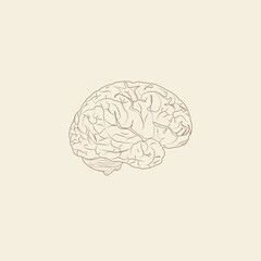 human brain vector
