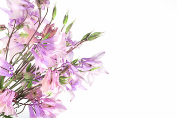 Floral delicate background for text or product, top view. Bouquet of Pink wildflowers Aquilegia on a white background with hard shadows. The border.