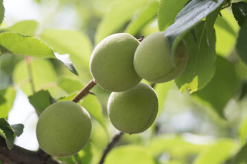 Green Japanese apricot growing on a ume tree.