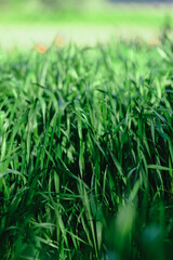 Green grass background. Nature grass leaf texture with bokeh background.