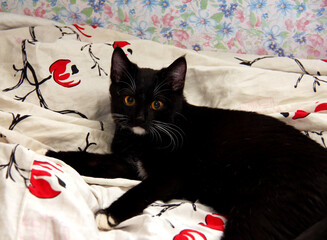 Black cat sprawled on bed