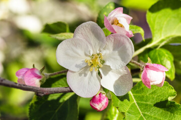 Fototapeta na wymiar Real pretty blooming apple tree flower