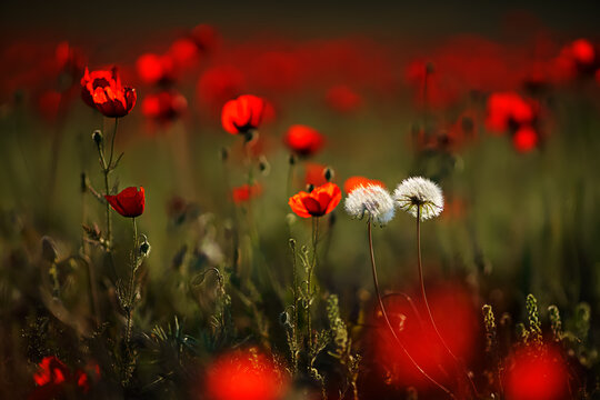 A couple of dandelions among the blooming red poppies