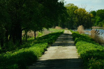 Path way near the swamp in countryside.