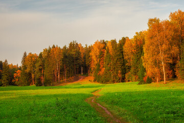 Fototapeta premium A path through the field to the autumn forest.