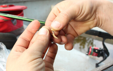 Close-up of a young hand of a Caucasian male fisherman stringing a maggot on a fishing rod hook against the backdrop of a pond. Topic: bait for carp, bream, perch, crucian carp