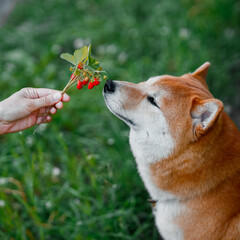 Dog eating strawberries