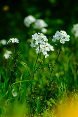 Spring white blossom flowers blooming in the field