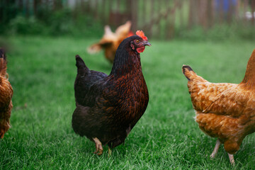 chicken breed