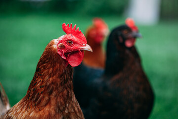 chicken breed