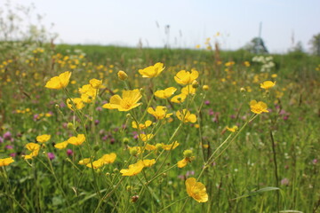 Summer flower meadow - floral background banner