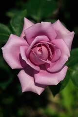 Colorful rose on nature background