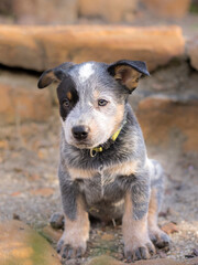 A Australian Cattle Dog (Blue Heeler) puppy full-length portrait with the puppy sitting down looking at the camera