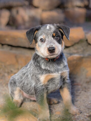 An Australian Cattle Dog (Blue Heeler) puppy full-length portrait with the puppy sitting down looking at the camera