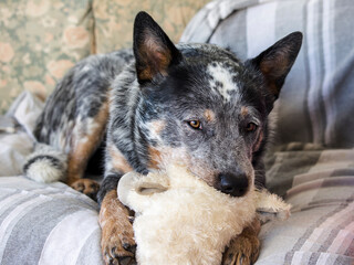 A young Australian Cattle Dog (Blue Heeler) laying on a couch with a soft toy in his mouth