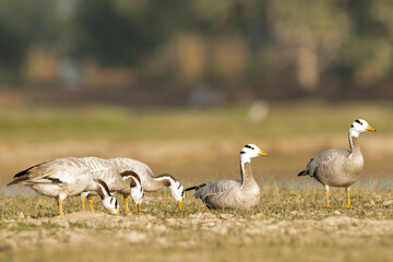 bar headed goose family or flock in an open field or grassland during winter migration at forest of cental india - anser indicus