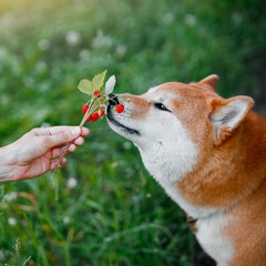 Dog eating strawberries