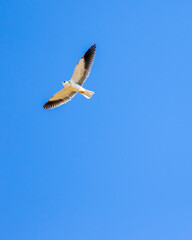 black shouldered kite or black winged kite with full wingspan in flight at forest of central india - Elanus axillaris