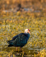 Western swamphen or Purple Moorhen or Porphyrio porphyrio closeup in wetland of keoladeo national park or bharatpur bird sanctuary rajasthan india