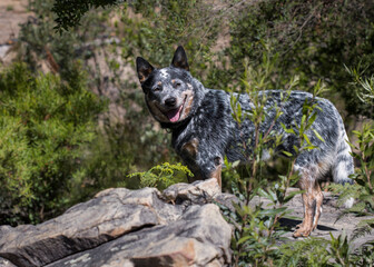 A young Australian Cattle Dog (Blue Heeler) standing on a large rock outdoors facing the camera with his mouth open