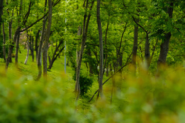 Green spring trees. Forest in the morning sunlight.