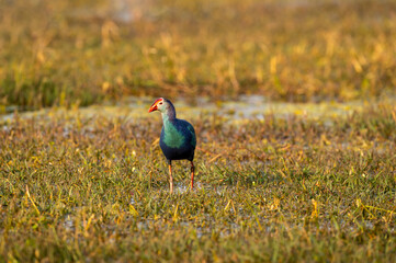 Western swamphen or Purple Moorhen or Porphyrio porphyrio head on portrait in wetland of keoladeo national park or bharatpur bird sanctuary rajasthan india