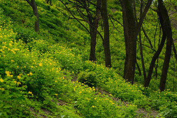 Obraz premium Green trees. Park with blooming flowers and grass.