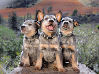 Australian Cattle Dog (Blue Heeler) puppies sitting on a rock outdoors portrait of three puppies facing the camera