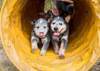 Happy Australian Cattle Dog (Blue Heeler) puppies running through an agility tunnel having fun