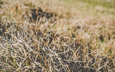 grass in the wind