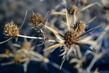 thistle in the field