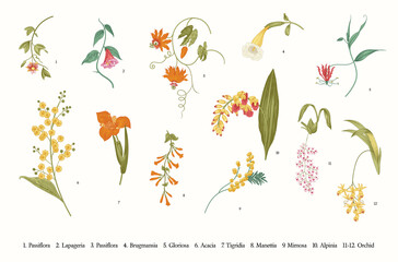 Spring exotic flowers. Vector vintage botanical illustration. Set