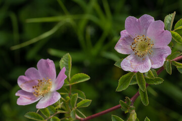 rosa-gelbfarbene Blüte