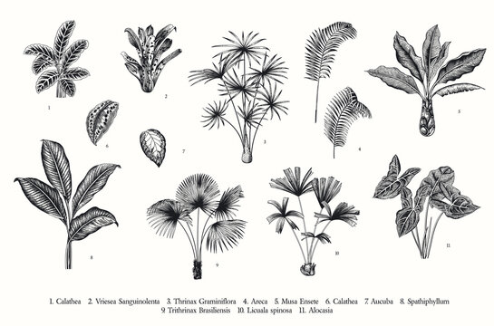 Exotic palms. Vector vintage botanical illustration. Set. Black and white