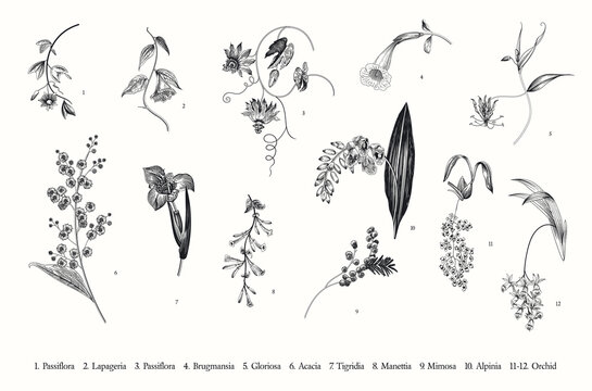 Spring exotic flowers. Vector vintage botanical illustration. Set. Black and white