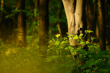 Green trees with yellow spring flowers in the park and sunlight